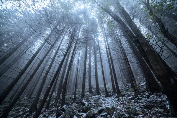 Scary and misty pine forest in the autumn time. — Stock Photo, Image