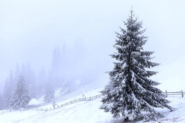 モミの木の雪で覆われて — ストック写真