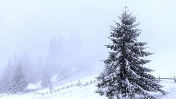 Snön täckte granar i bergen med snöfall — Stockvideo