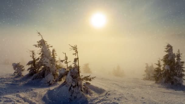 Abeto cubierto de nieve en montañas con nevadas — Vídeos de Stock