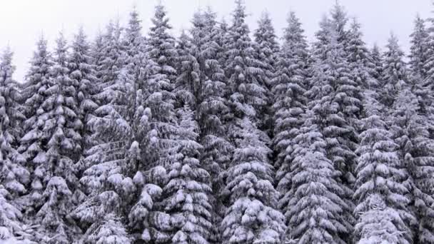 Neve coberto abetos em montanhas com nevasca — Vídeo de Stock