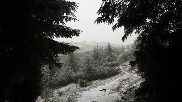 Сніг падає в лісі — стокове відео