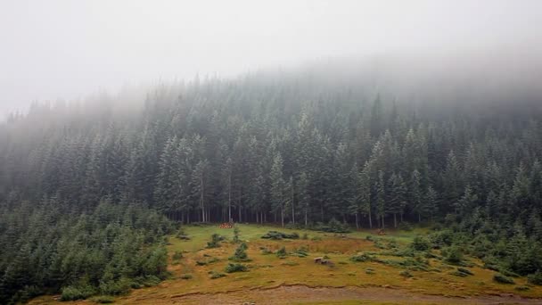 Ομιχλώδες δάσος φθινόπωρο — Αρχείο Βίντεο