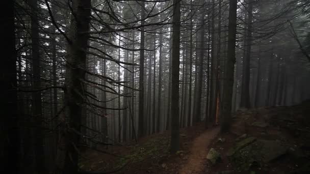 Foggy forêt d'automne — Video