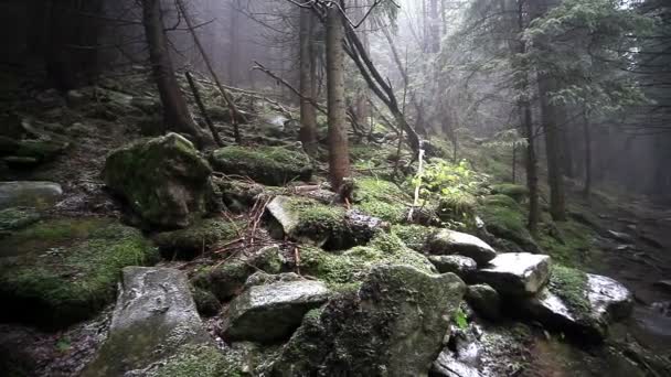 Туманний осінній ліс — стокове відео