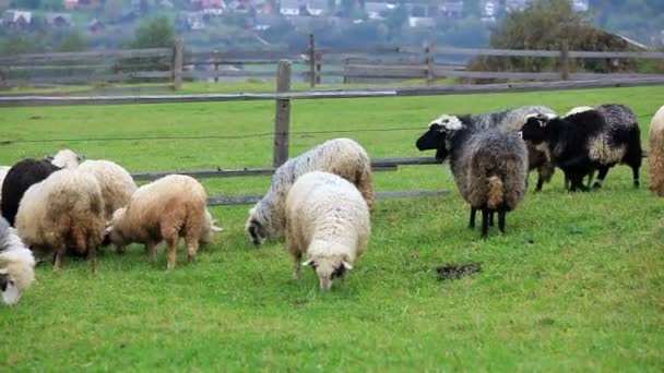 Овцы овцы — стоковое видео