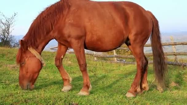 Pastoreo de caballos en pastos — Vídeos de Stock