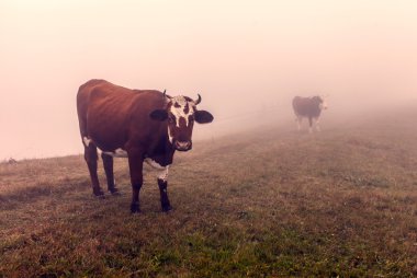 Sisli gün doğumu sırasında Ukrayna inekler