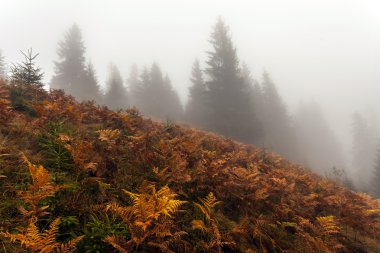 renkli sonbahar ağaçlar