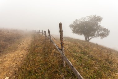 renkli sonbahar ağaçlar