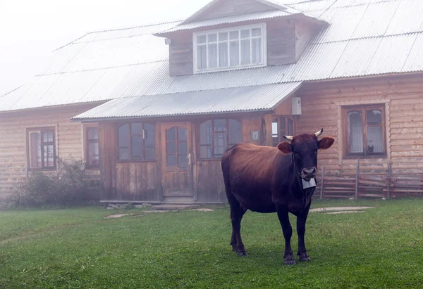 Mucche in Ucraina durante un'alba nebbiosa — Foto Stock