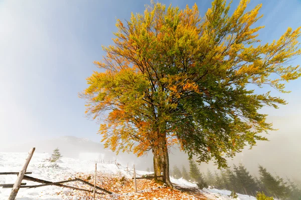 Coloridos árboles otoñales con nieve —  Fotos de Stock