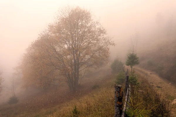 Bunte Herbstbäume — Stockfoto