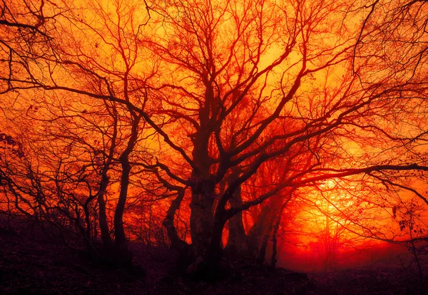 Herfst landschap, bomen in de mist bij dageraad — Stockfoto