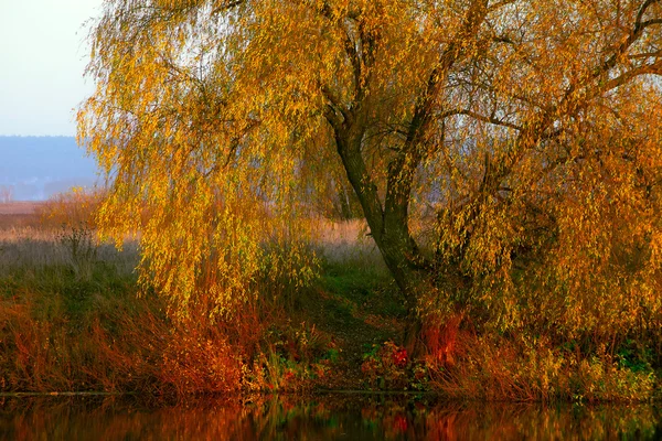 Вид на осенний пейзаж реки и деревьев в солнечный день — стоковое фото