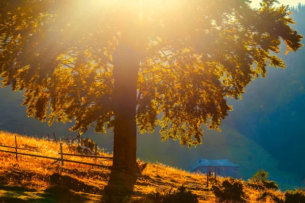 Vista sobre el paisaje otoñal de árboles en día soleado —  Fotos de Stock