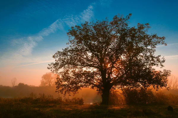 Paesaggio autunnale, alberi nella nebbia all'alba — Foto Stock