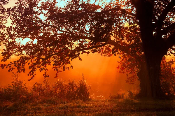 Otoño paisaje, árboles en la niebla al amanecer — Foto de Stock