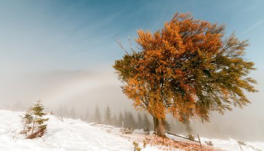 Renkli sonbahar ağaçları ile kar