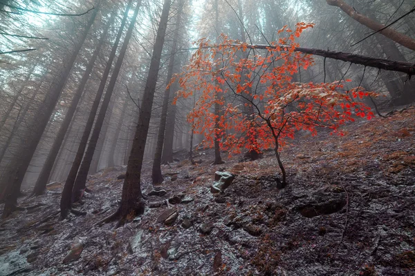 Jour d'automne dans la forêt — Photo