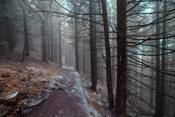 Autumn day into the forest — Stock Photo, Image