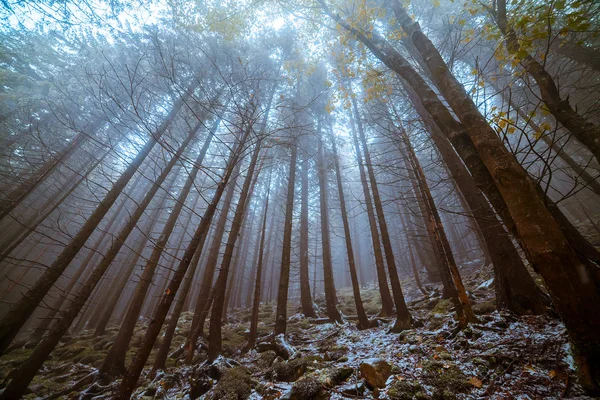 Autumn day into the forest — Stock Photo, Image