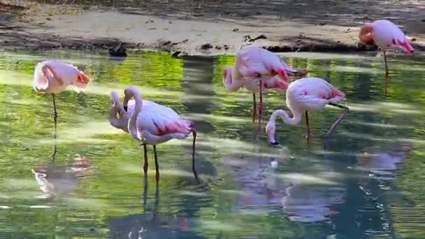 Belles images de flamants roses au petit matin 