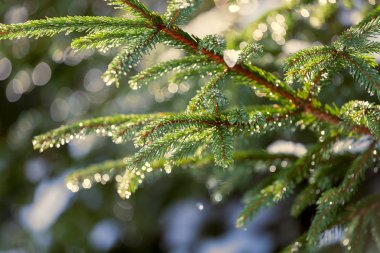 damla içinde köknar dalı çiğ portre, makro