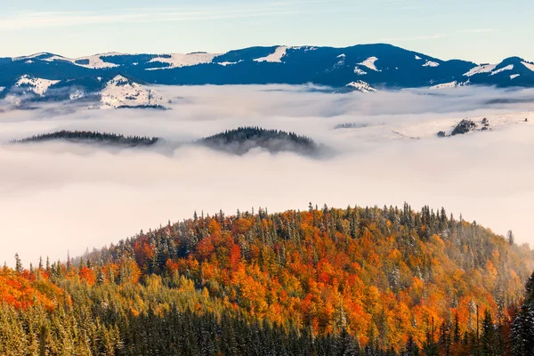 Havet av dimma med skogar som förgrund — Stockfoto