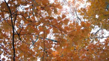 Yakın çekim güzel sonbahar sonbahar darbe ormanlık bir park yerinde bırakır. Mevsimlik.