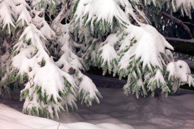 kar ile kaplı çam ağaçları