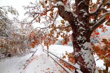 İki mevsim - kış ve sonbahar sahne Park
