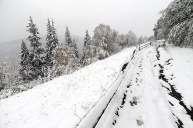 Kışın sisli orman