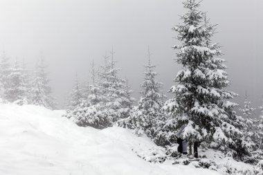 Kışın sisli orman