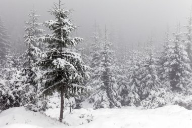 Kışın sisli orman