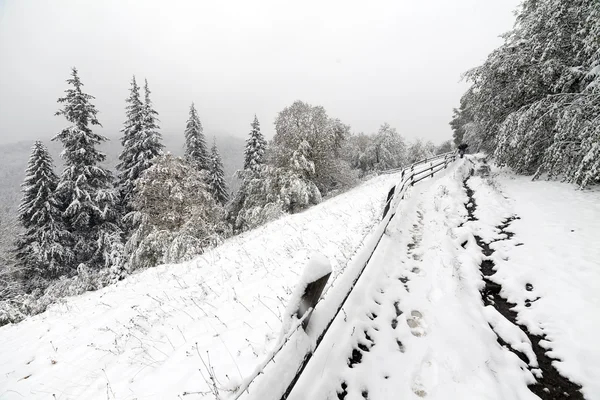Kışın sisli orman