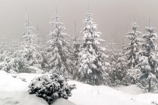 Туманный лес зимой — стоковое фото