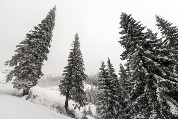 Floresta nebulosa no inverno — Fotografia de Stock