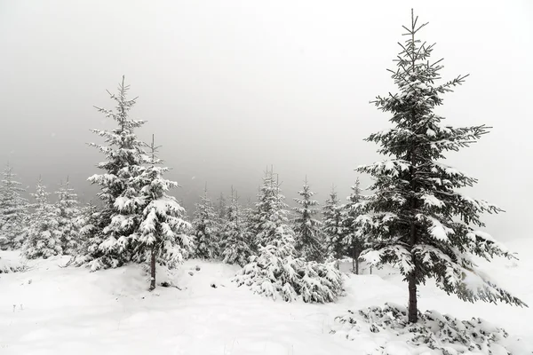 冬季多雾的森林 免版税图库照片