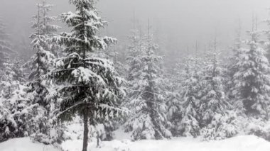 ormanda düşen kar