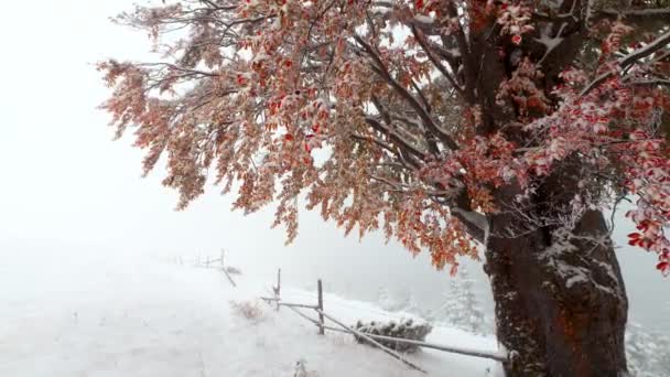 Schnee fällt im Wald — Stockvideo