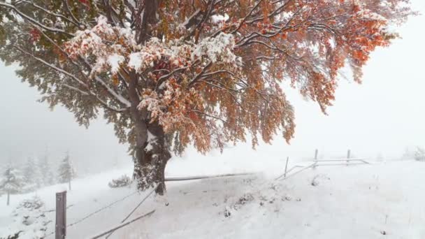 Sneeuw vallen in bos — Stockvideo