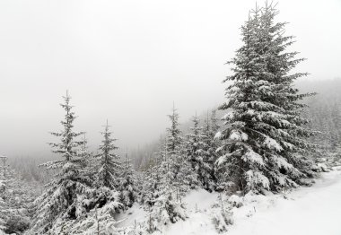 Spruce Tree sisli ormanı Kış manzarasında karla kaplı.