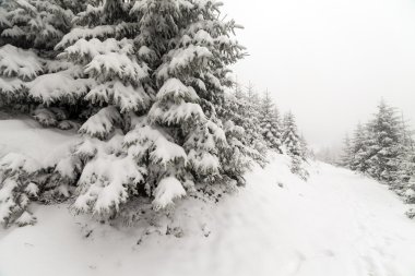 Spruce Tree sisli ormanı Kış manzarasında karla kaplı.