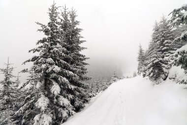 Spruce Tree sisli ormanı Kış manzarasında karla kaplı.