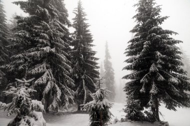 Spruce Tree sisli ormanı Kış manzarasında karla kaplı.