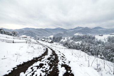 Spruce Tree sisli ormanı Kış manzarasında karla kaplı.