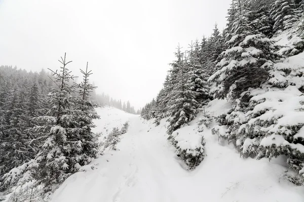 Foresta nebbiosa di abete rosso ricoperta dalla neve nel paesaggio invernale. — Foto Stock