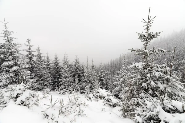 冬景中雪地覆盖的云雾林. — 图库照片