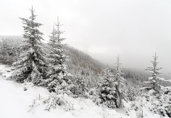 Spruce Tree sisli ormanı Kış manzarasında karla kaplı.